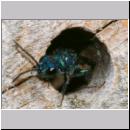 Chrysis ignita - Goldwespe bei Ancistrocerus 05.jpg